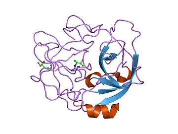 Neutrophil elastase - Wikiwand