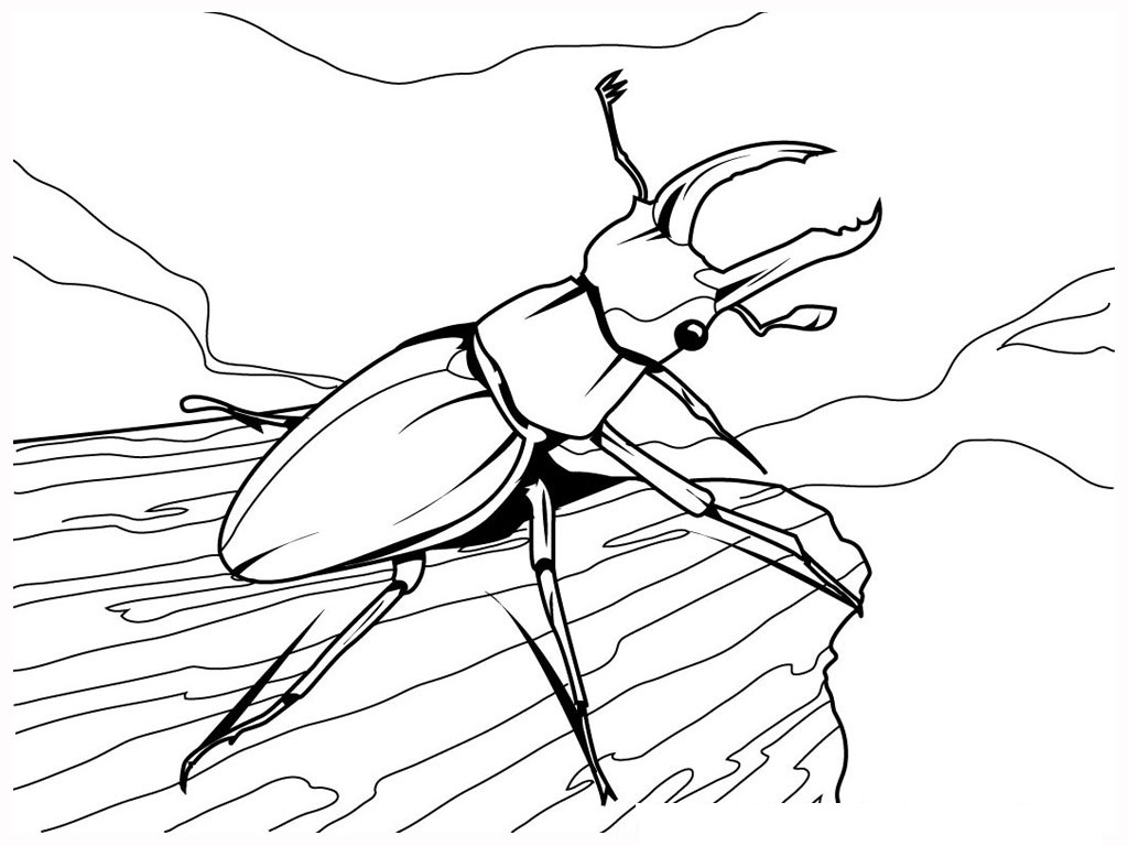 Free Printable Bug Coloring Pages For Kids