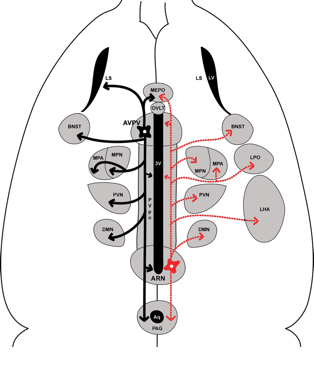 Understanding the roles of arcuate kisspeptin neurons - The ...