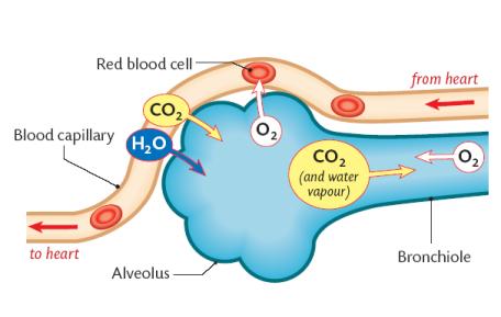 THE RESPIRATORY SYSTEM