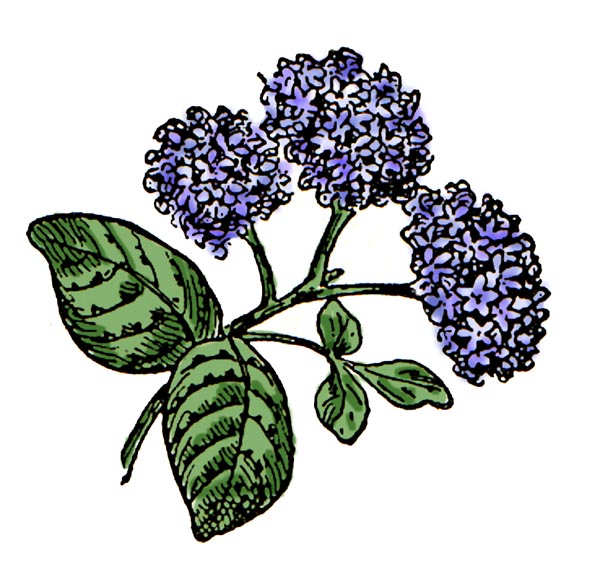 Single Hydrangea Clipart