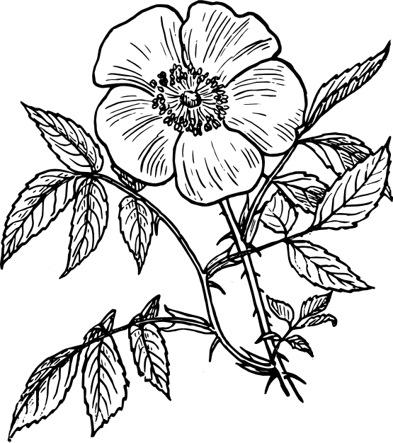 Line Drawings Of Flowers