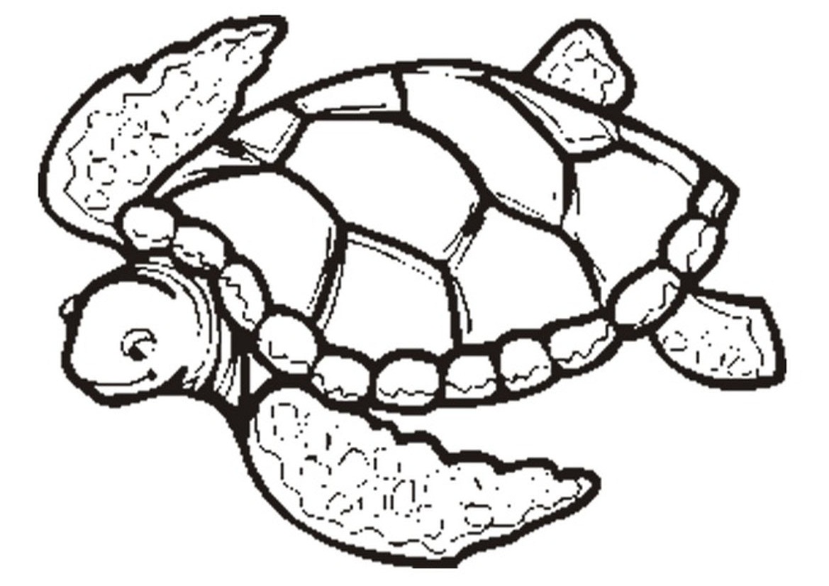1000+ images about Turtle coloring pages