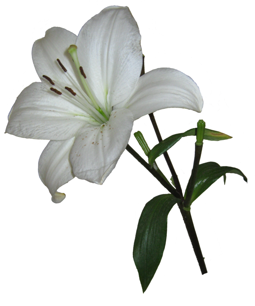 Easter Lily by LadyoftheApocalypse on DeviantArt