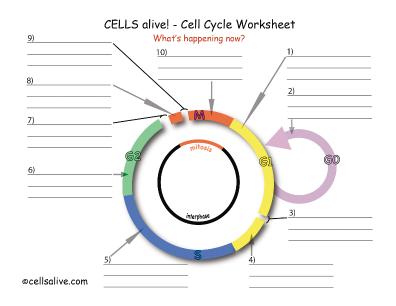 The Cell Cycle Worksheet. Fireyourmentor Free Printable Worksheets
