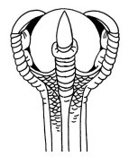 Free Wood Carving Patterns For Walking Sticks ...