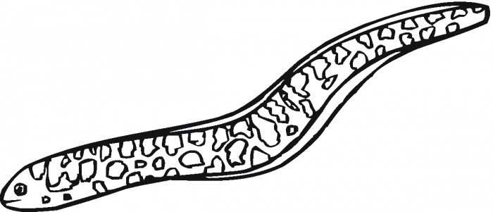 Cartoon Eel - ClipArt Best