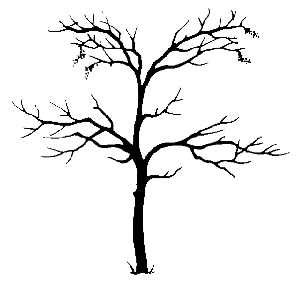 Cedar Tree Silhouette - ClipArt Best