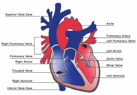 Labeled Red Blood Cell Diagram - ClipArt Best