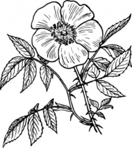 Rose Outline Clip Art Download 1,000 clip arts (Page 1) - ClipartLogo.