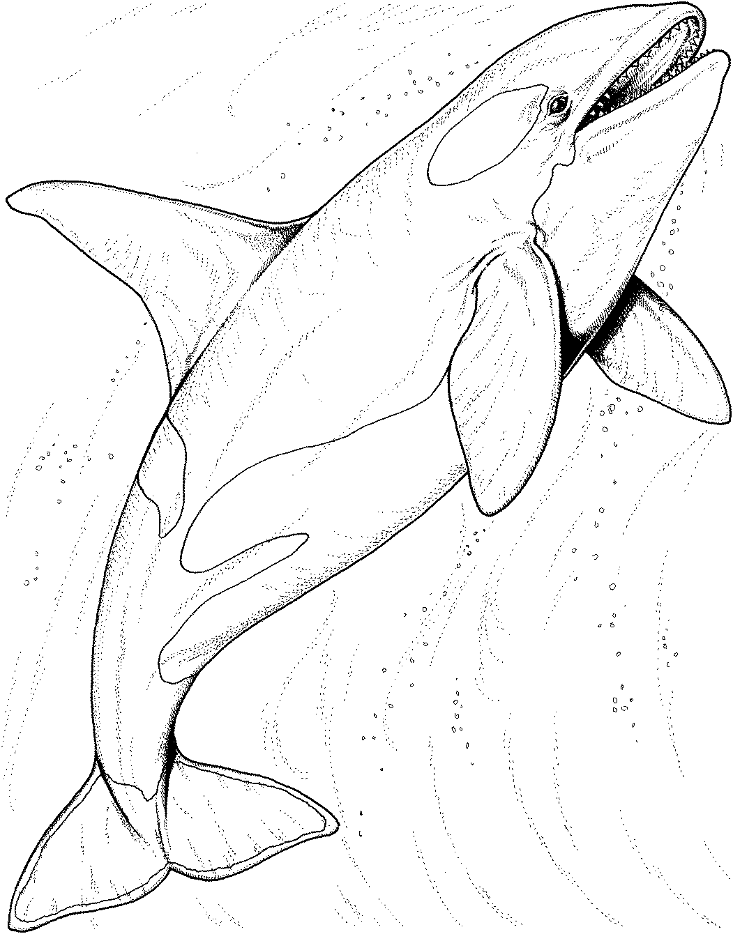 orca