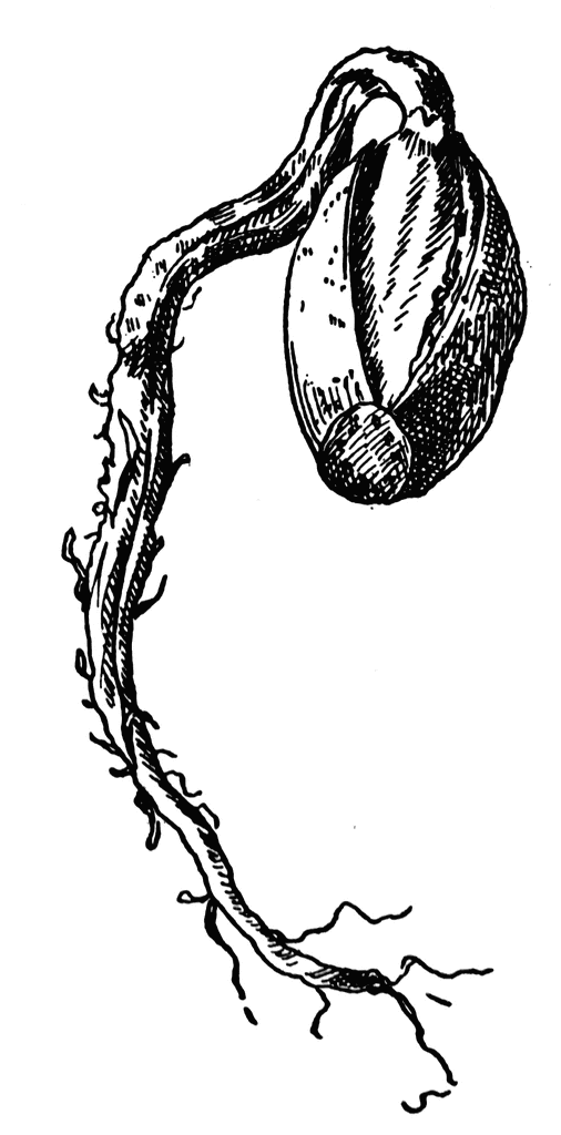 Acorn Clipart Etc