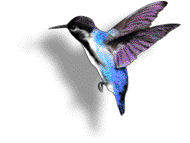 Love Birds Animations