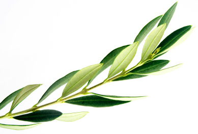 How Olive Oil is Made | Olive Trees, Harvesting & Cold Pressed ...