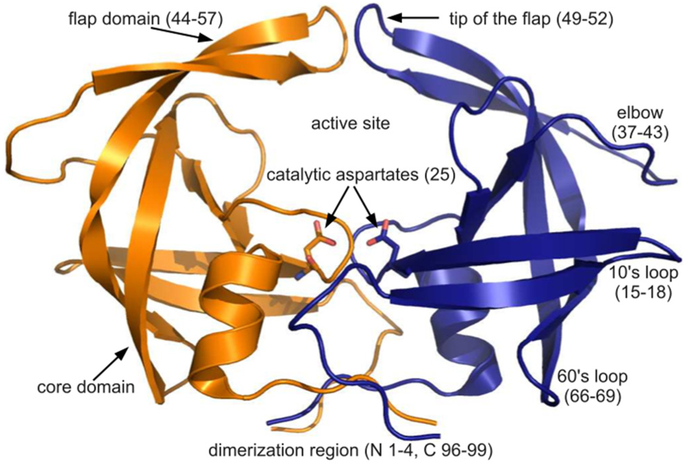 Viruses | Free Full-Text | Mining the Protein Data Bank to ...