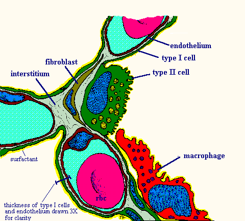 Alveoli Diagram - ClipArt Best