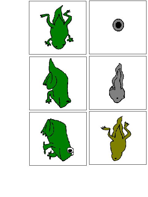 Frog life cycle clipart - ClipartFox