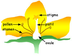Pollination and Fertilization Facts for Kids