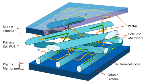 Plant Cell Wall: Function, Structure & Composition | Education Portal