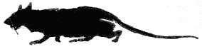 Rat Silhouette.jpg