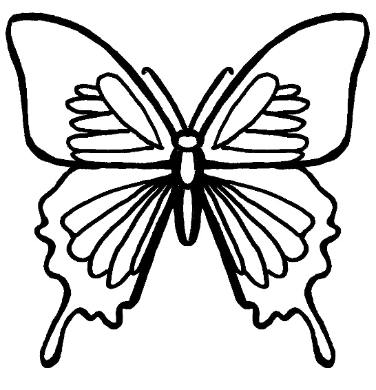 Bug Museum - Bug Coloring Pages - Butterfly (
