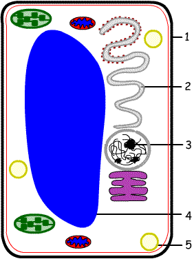 The Microscope
