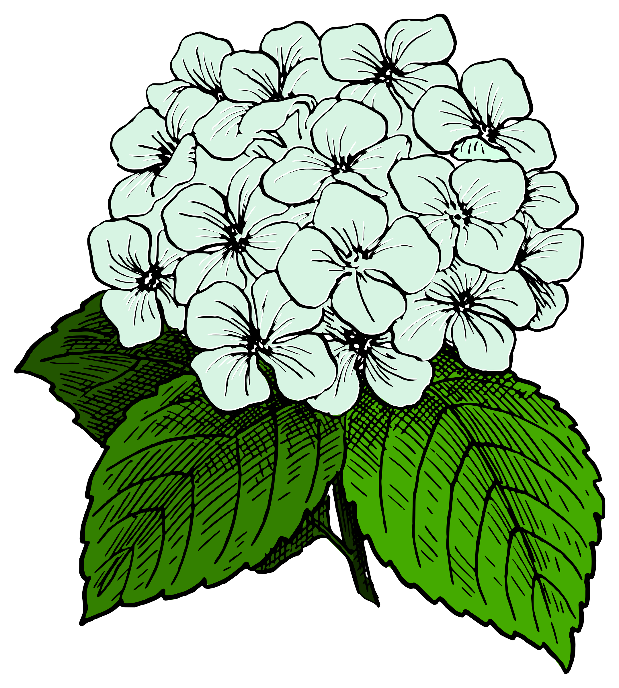 Hydrangea Clipart | Free Download Clip Art | Free Clip Art | on ...