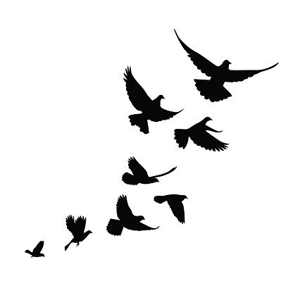 Dove Bird Clip Art, Vector Images & Illustrations