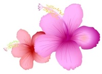 Labeled Diagram of Hibiscus Flower Vector - Download 1,000 Vectors ...