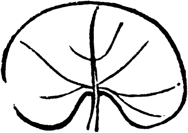 Frog Jump on Lily Pad Coloring Page | Color Luna