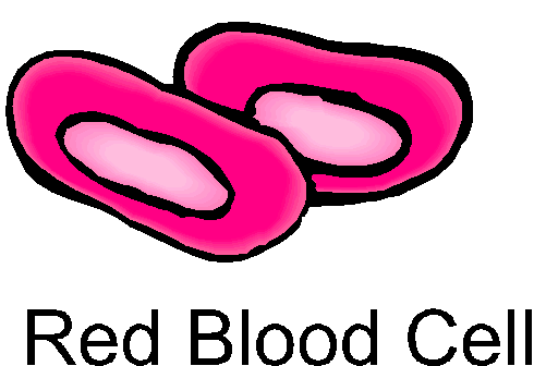 Cells-Grade 7