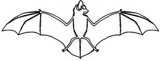 Bats & Evolution - Survival of the Created