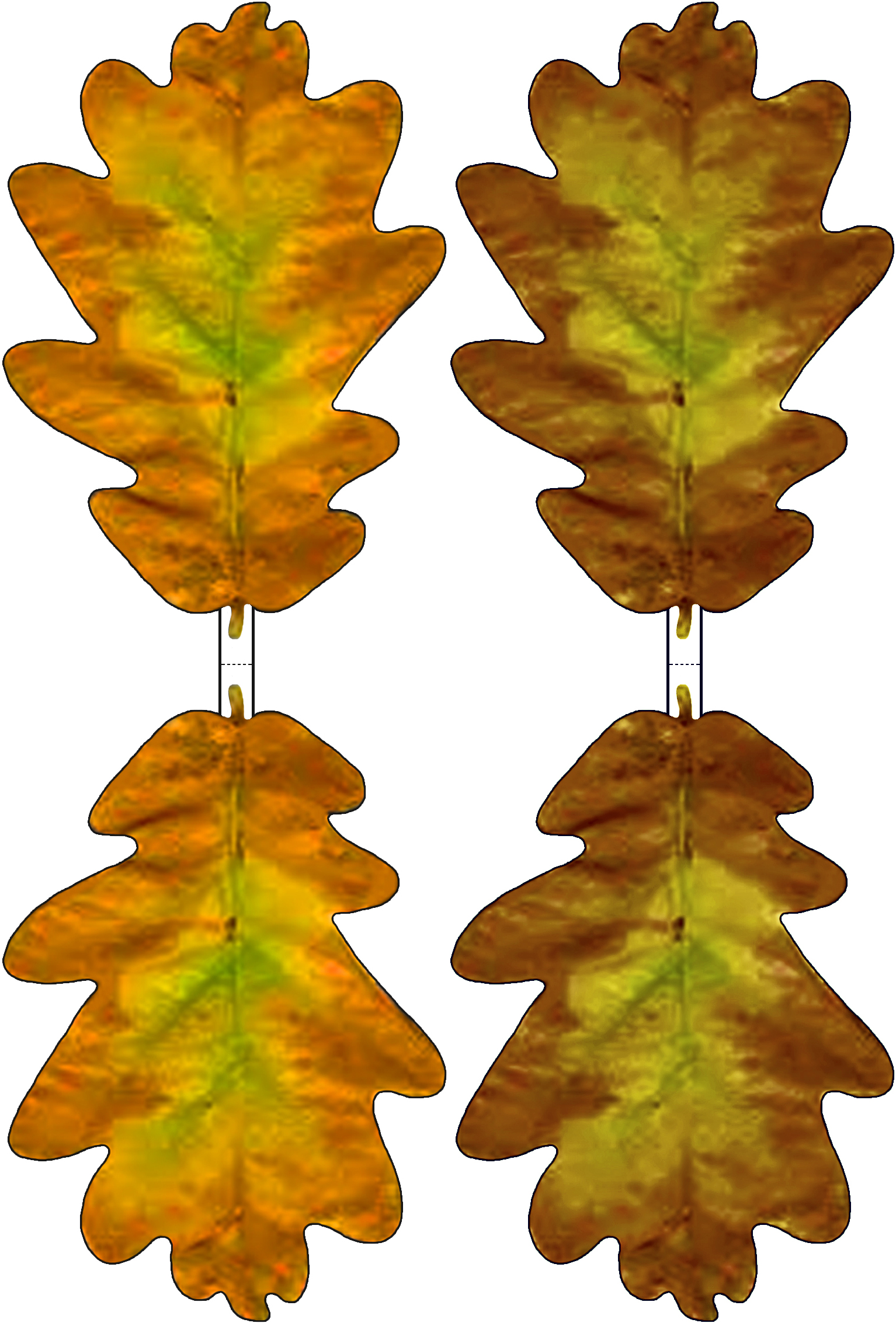Oak Leaves Clipart