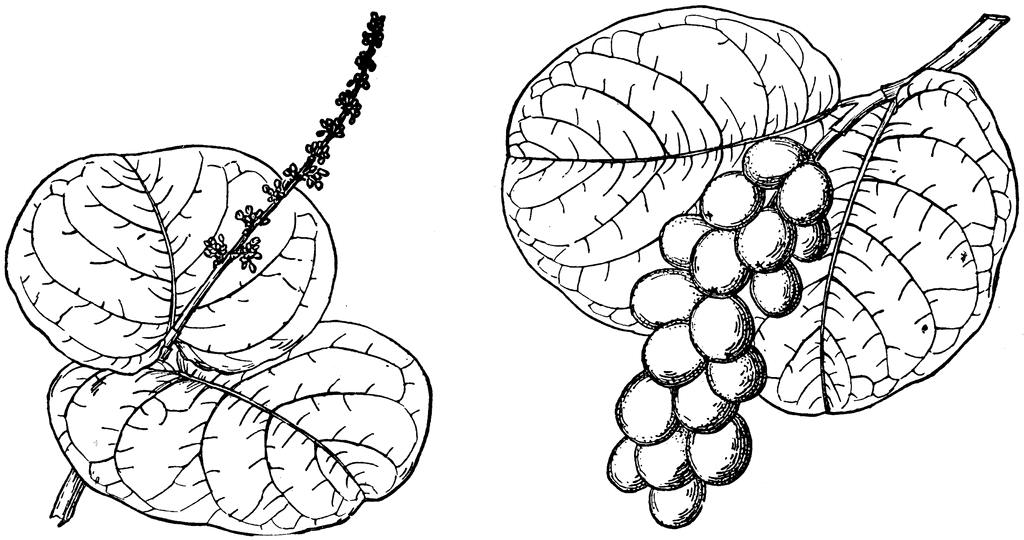 Pictures Of Grapes | Free Download Clip Art | Free Clip Art | on ...