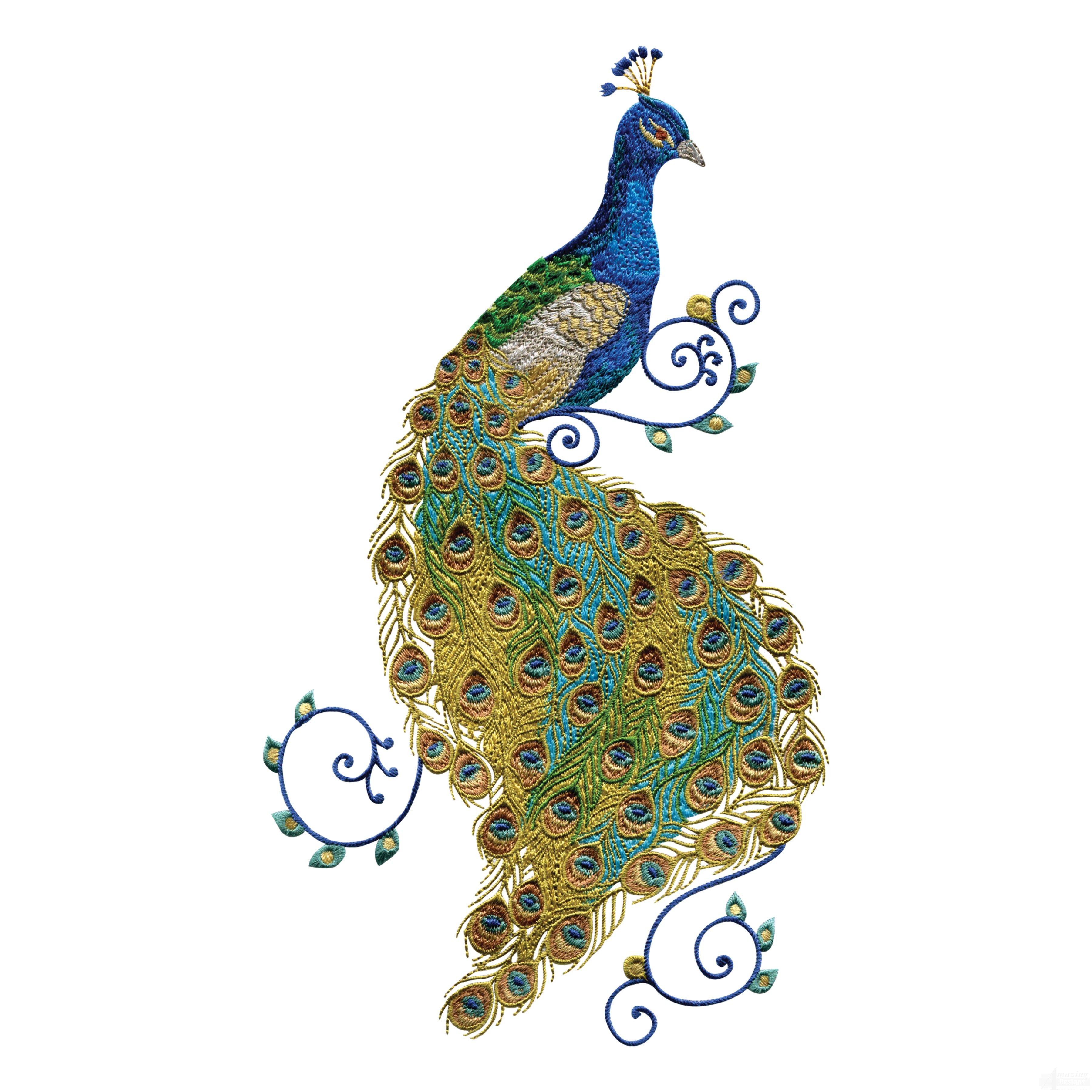 Peacock Border Designs - Free Clipart Images