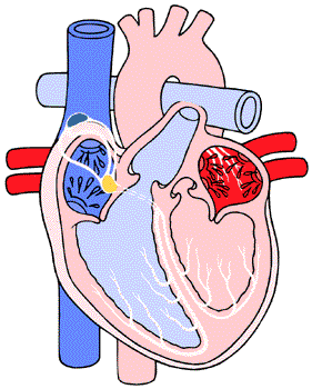 1000+ images about heart draw | Lungs, The nest and ...