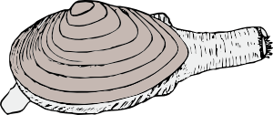 Clam_clip_art_medium.png