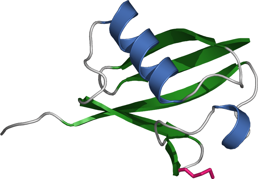 Proteasome