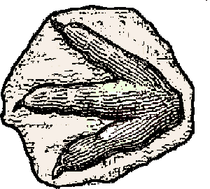 Fossil Pictures Fossil Clip Art Collection,Free Science Clip Art ...