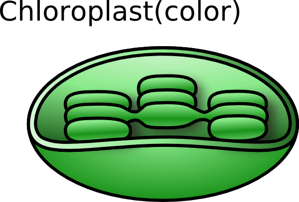 Unlabeled Cell Diagram