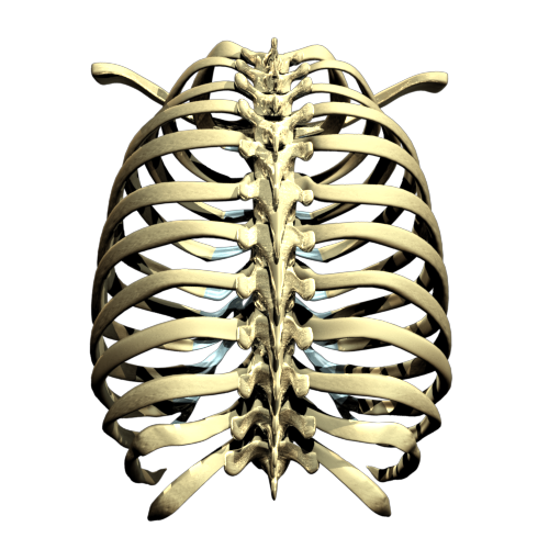 Rib Cage PNG Transparent Images | PNG All