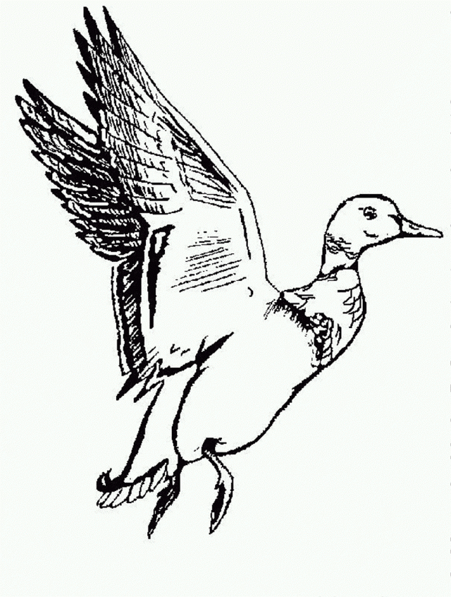 Mallard Duck Clip Art