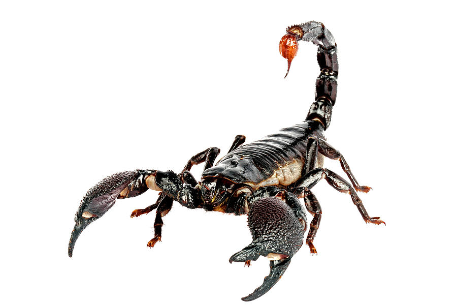 Scorpion Drawings - ClipArt Best