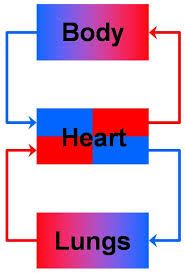 1000+ images about The Circulatory System | Red blood ...
