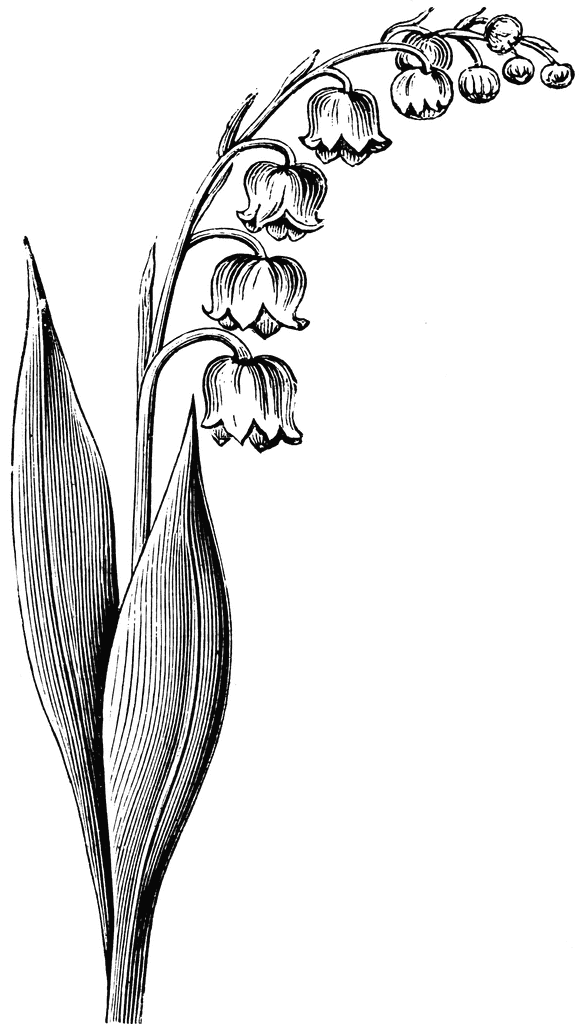 Lily of the Valley Clip Art – Clipart Free Download