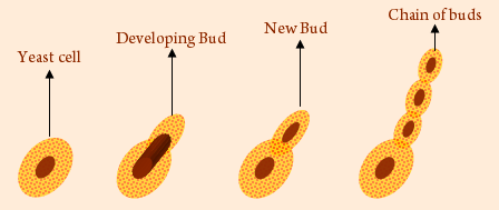 How do Organisms Reproduce | CBSE 10th Grade Study Materials | Radice