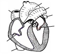 Circulatory system, The o'jays and Anatomy