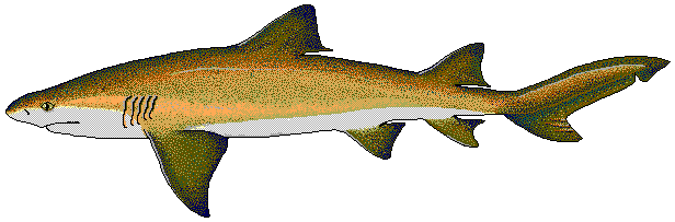 Free Lemon Shark Clipart, 1 page of free to use images