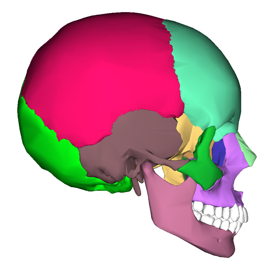 File:Human skull - lateral view2.png