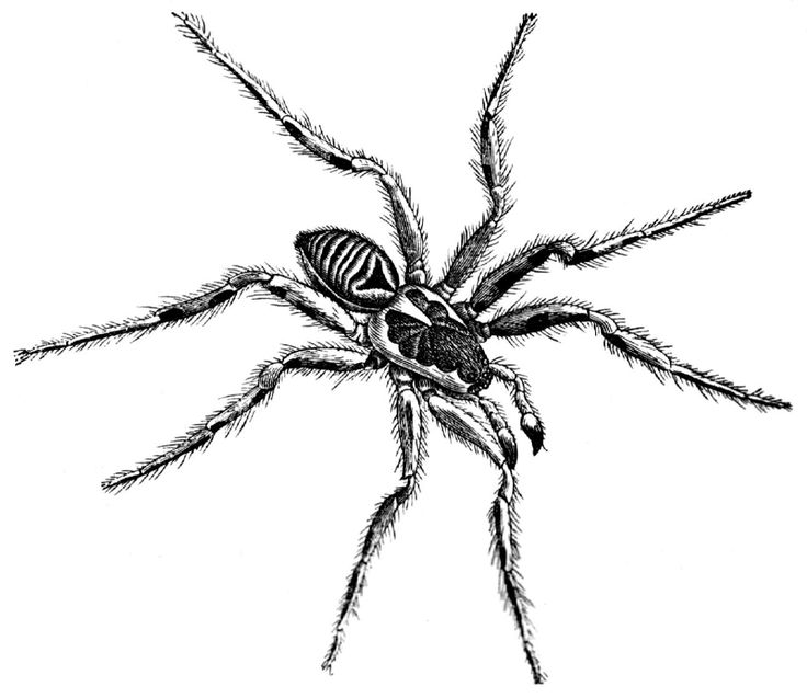 Spider Drawing | Cat Drawing, 3d ...